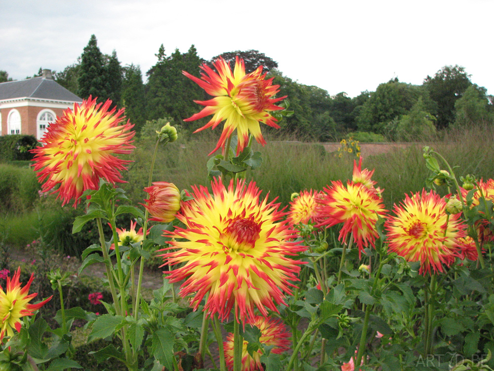 Dahlia's uit de tuinen van Vordenstein