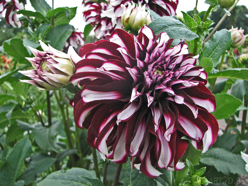 Dahlia's uit de tuinen van Vordenstein