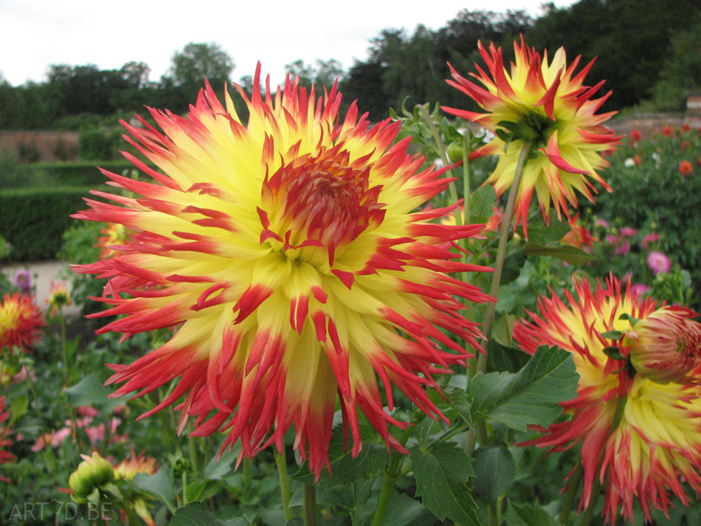 Dahlia's uit de tuinen van Vordenstein