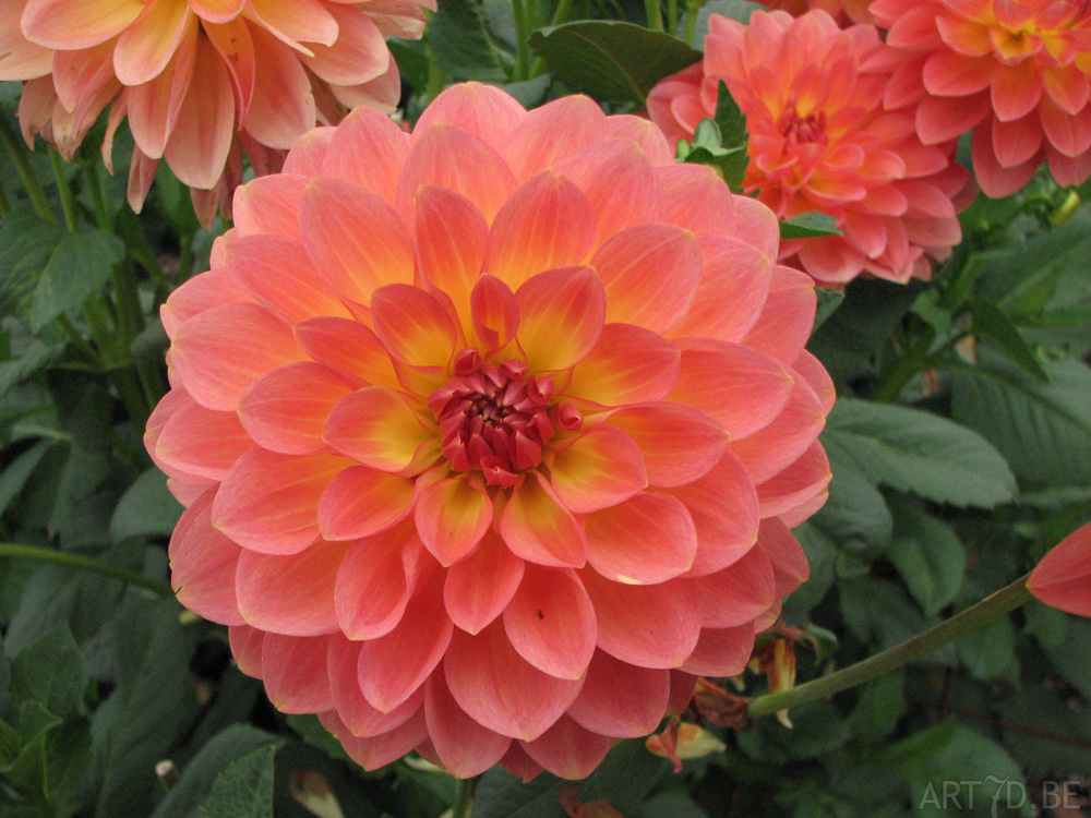 Dahlia's uit de tuinen van Vordenstein