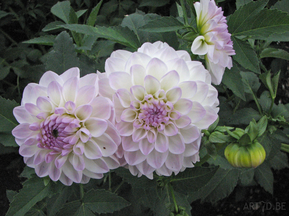 Dahlia's uit de tuinen van Vordenstein