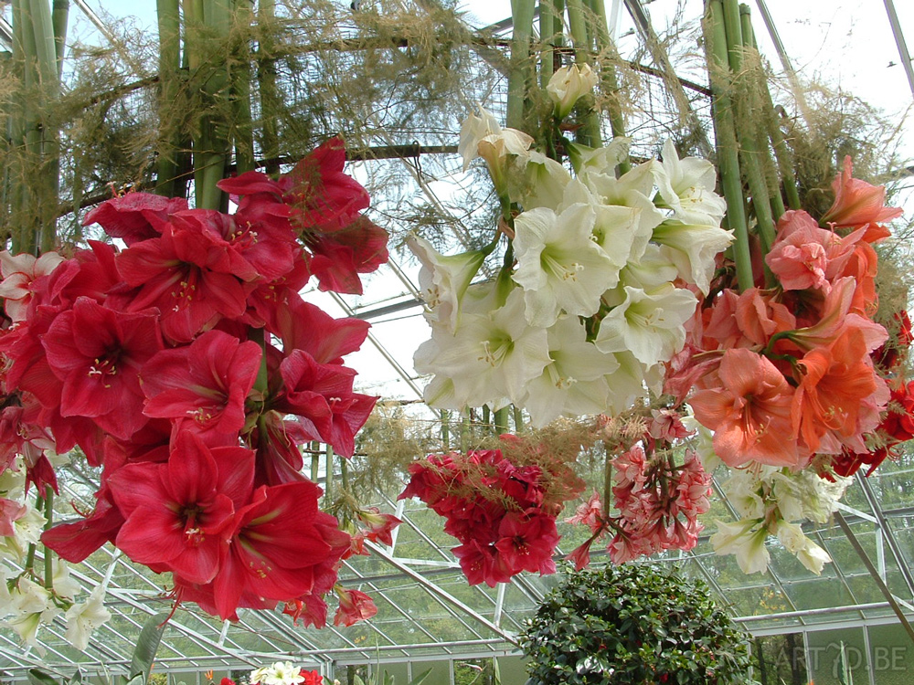 Amaryllis in Groot-Bijgaarden