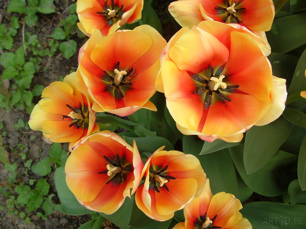 Tulpen in Vredehof, ook enige Groot-Bijgaarden en elders