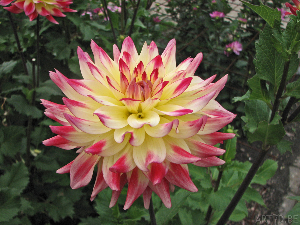 Dahlia's uit de tuinen van Vordenstein