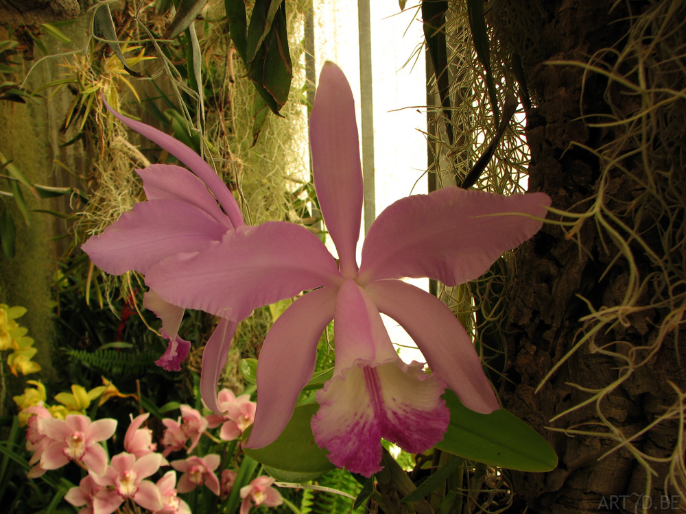 Orchideeën plantentuin Madeira