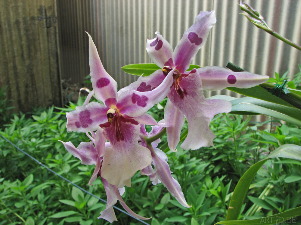 Orchideeën plantentuin Madeira