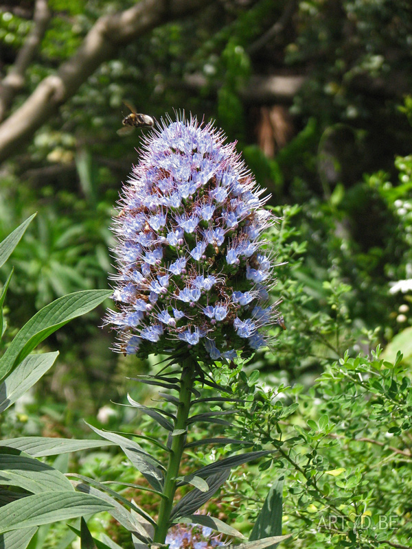 Madeira & Canarische eilanden