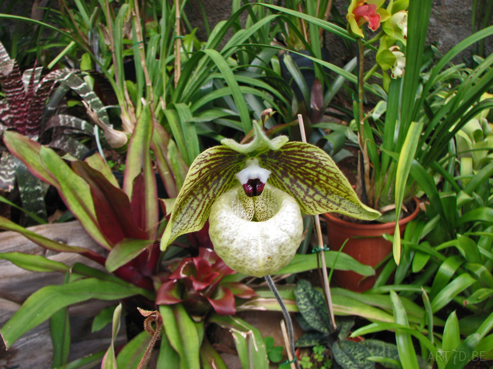 Orchideeën plantentuin Madeira