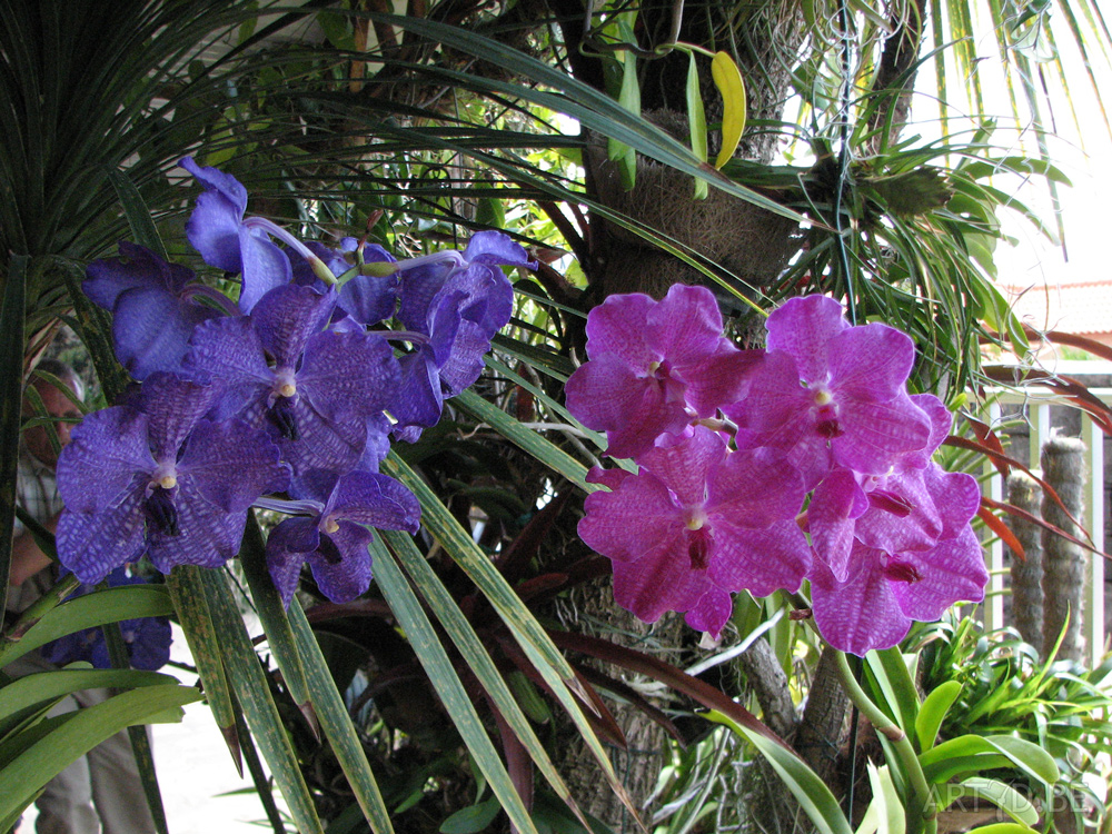 Orchideeën plantentuin Madeira