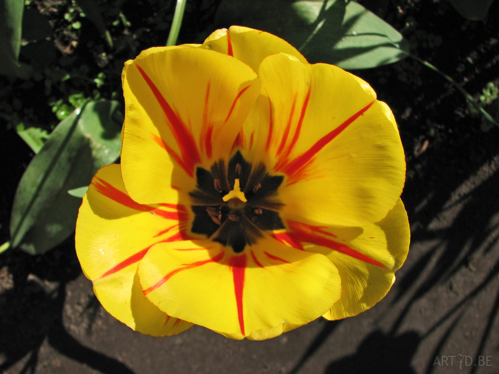 Tulpen in Vredehof, ook enige Groot-Bijgaarden en elders