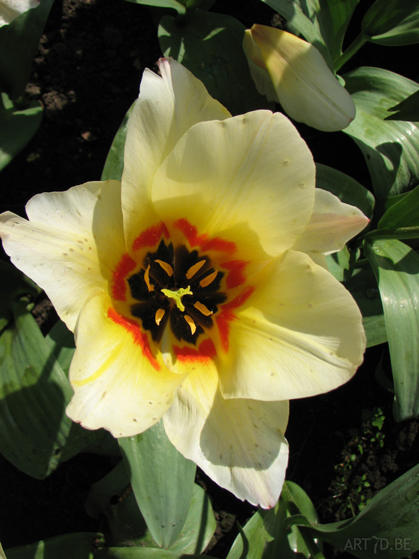 Tulpen in Vredehof, ook enige Groot-Bijgaarden en elders