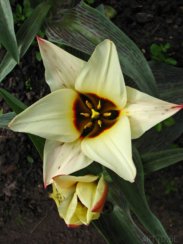 Tulpen in Vredehof, ook enige Groot-Bijgaarden en elders