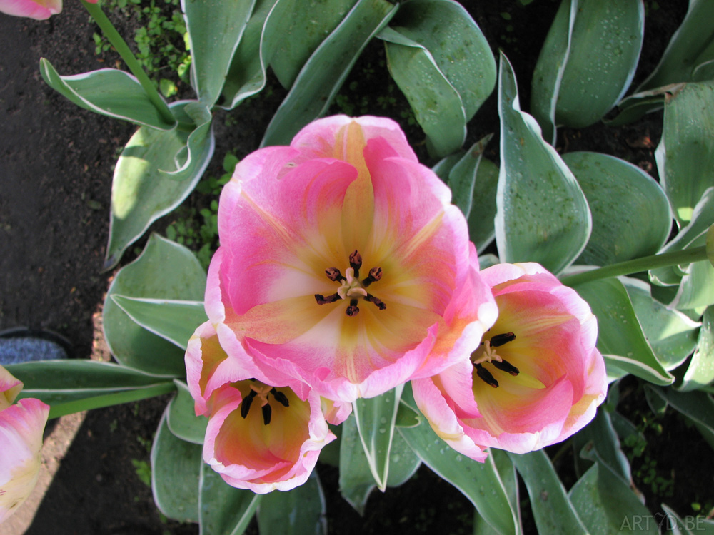 Tulpen in Vredehof, ook enige Groot-Bijgaarden en elders