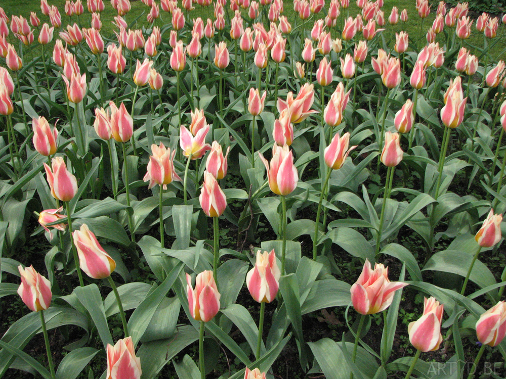 Tulpen in Vredehof, ook enige Groot-Bijgaarden en elders