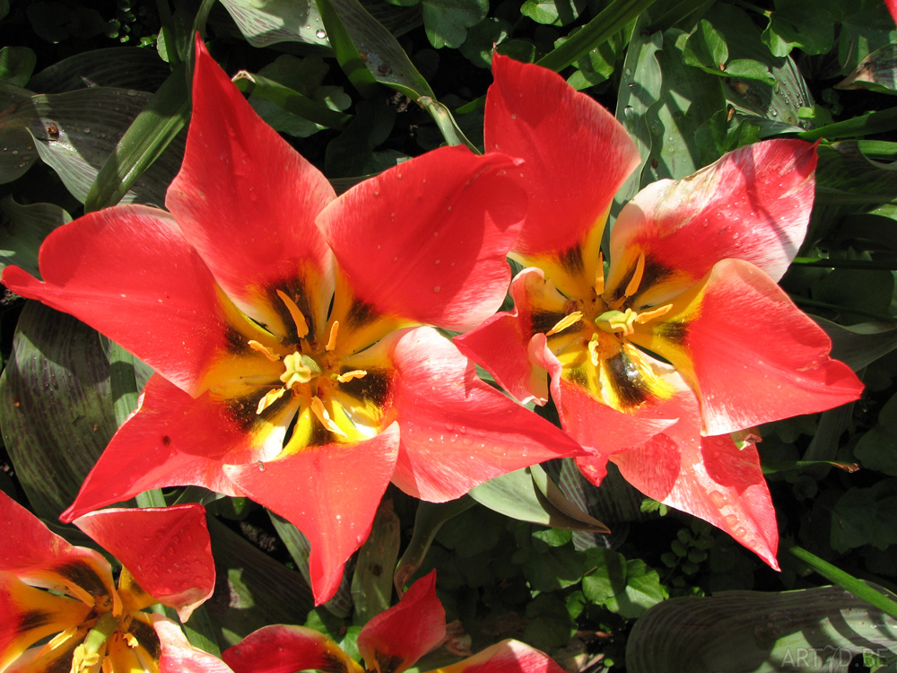 Tulpen in Vredehof, ook enige Groot-Bijgaarden en elders