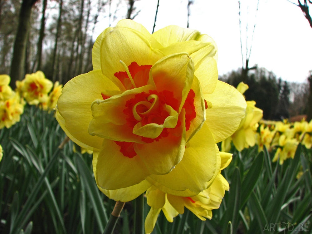 Tulpen in Vredehof, ook enige Groot-Bijgaarden en elders