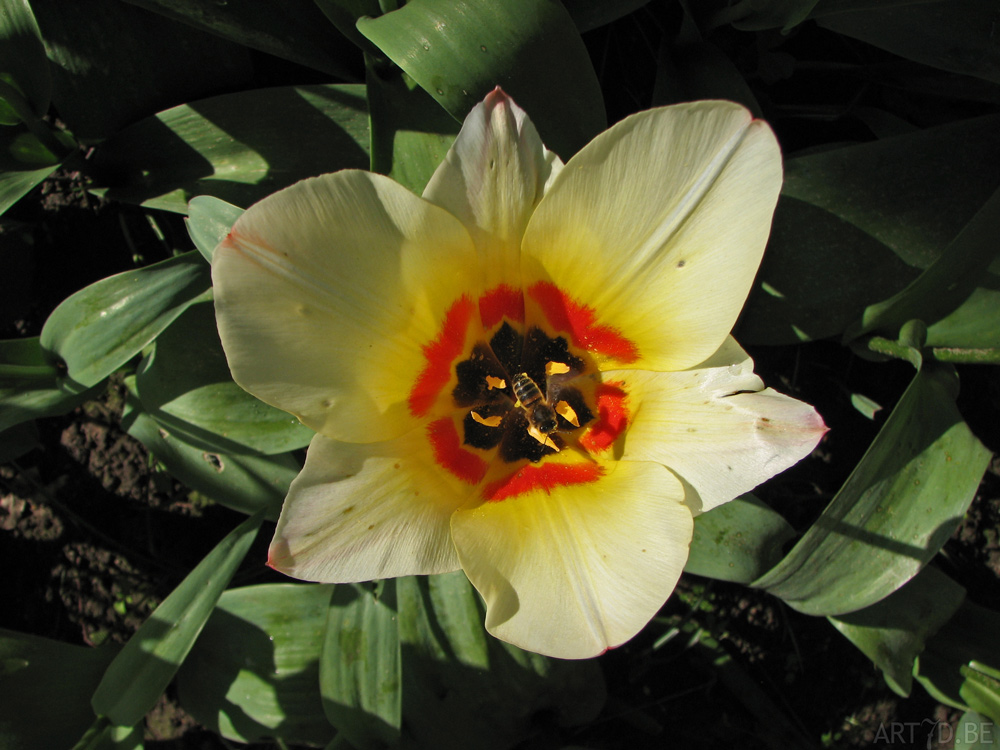 Tulpen in Vredehof, ook enige Groot-Bijgaarden en elders