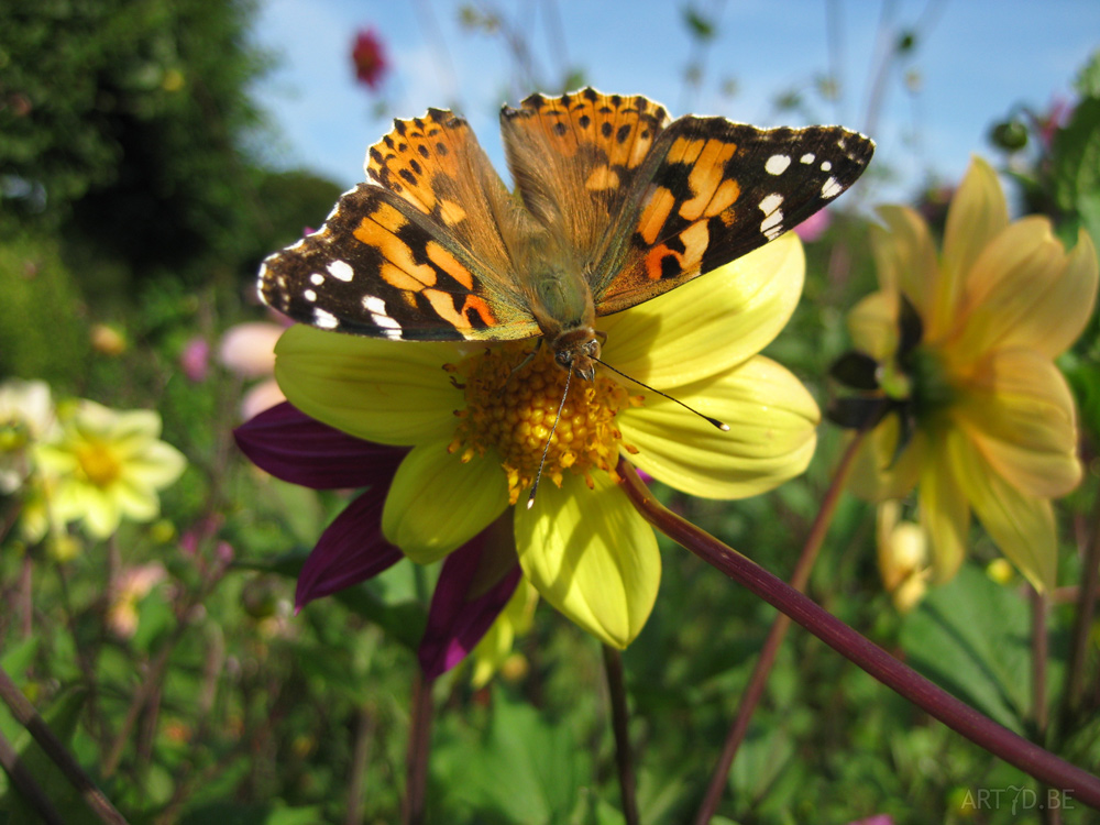 Dahlia's uit de tuinen van Vordenstein