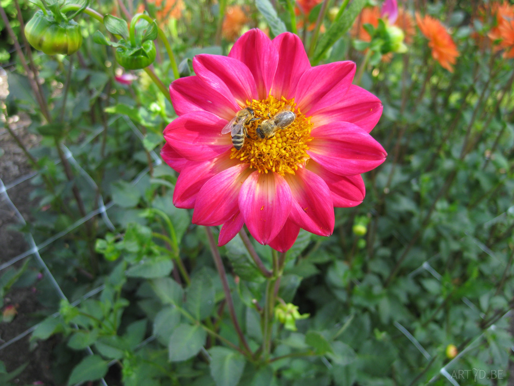 Dahlia's uit de tuinen van Vordenstein