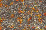 to Textures by Johan Framhout, Veined