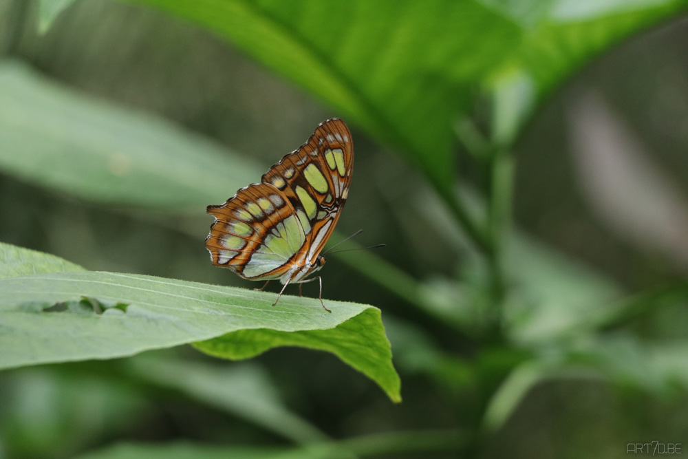 Butterfly garden Harskamp