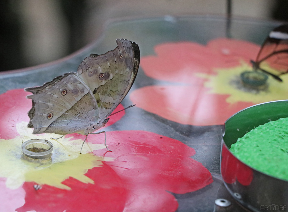 Butterfly garden Harskamp