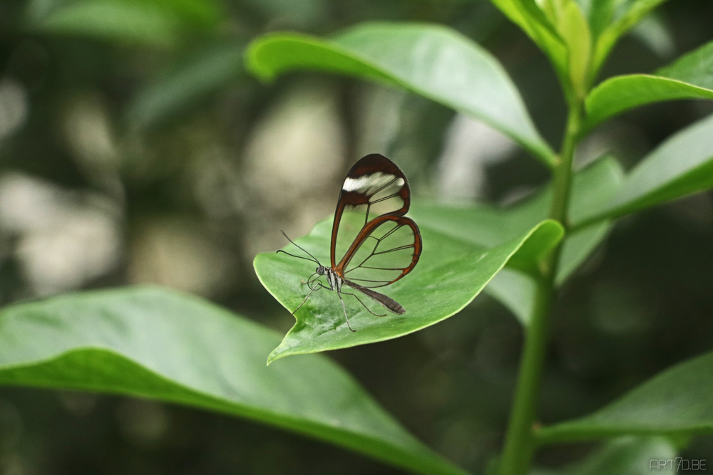 Butterfly garden Harskamp