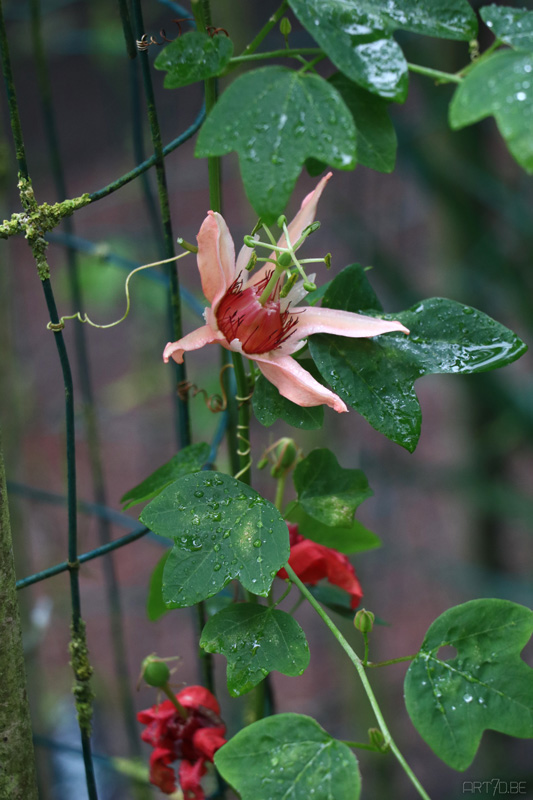 Vlindertuin Harskamp