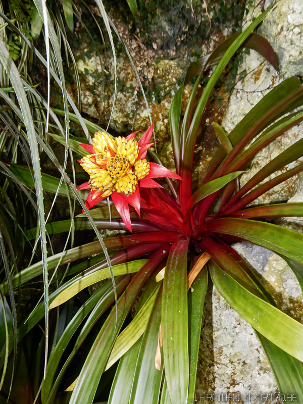 Photos of the royal greenhouses in Brussels on art7d.be