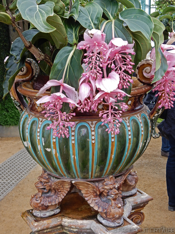 Photos of the royal greenhouses in Brussels on art7d.be