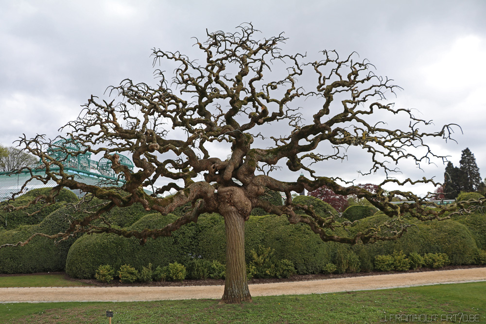 Photos of the royal greenhouses in Brussels on art7d.be