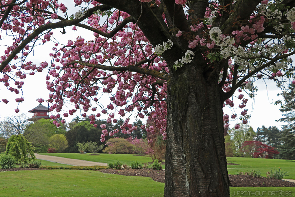 Photos of the royal greenhouses in Brussels on art7d.be