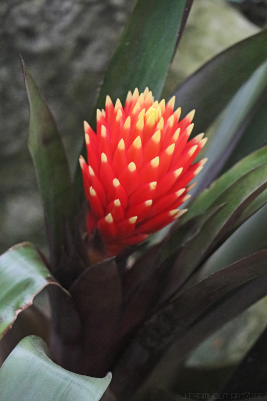 Photos of the royal greenhouses in Brussels on art7d.be