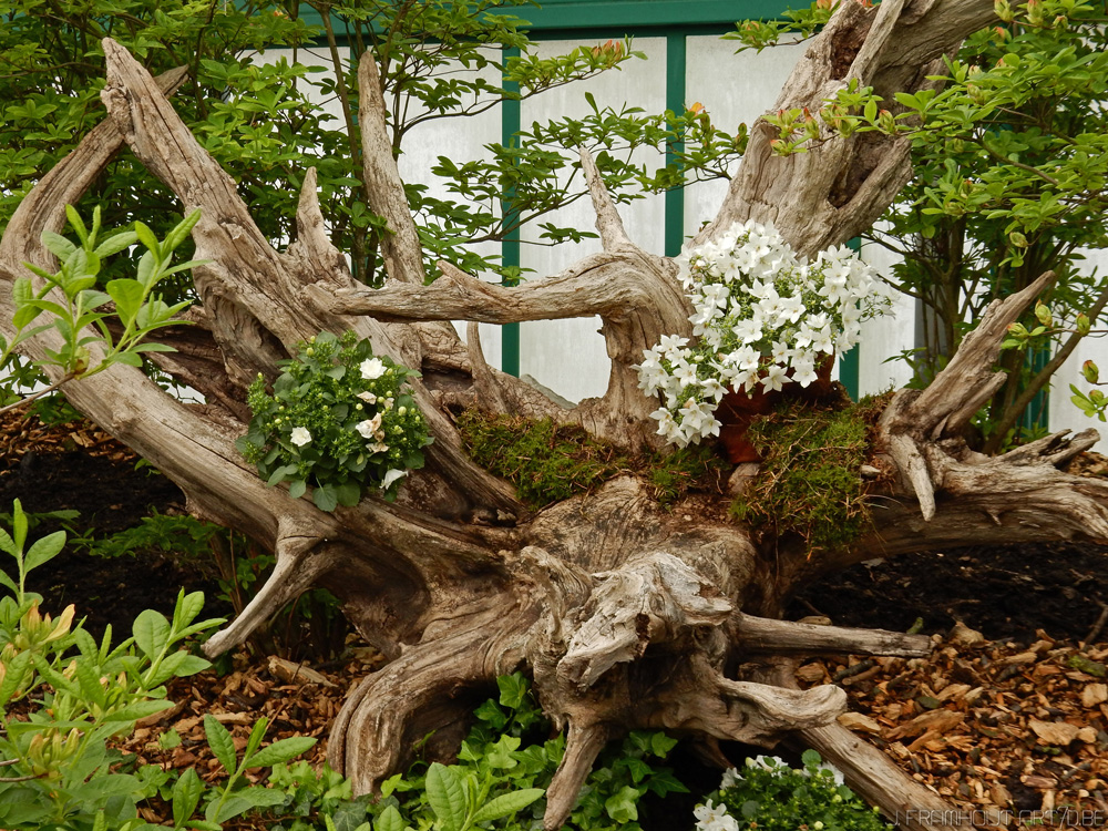 Photos of the royal greenhouses in Brussels on art7d.be