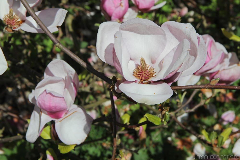 Flowers in Spring, gardens Meise, Belgium