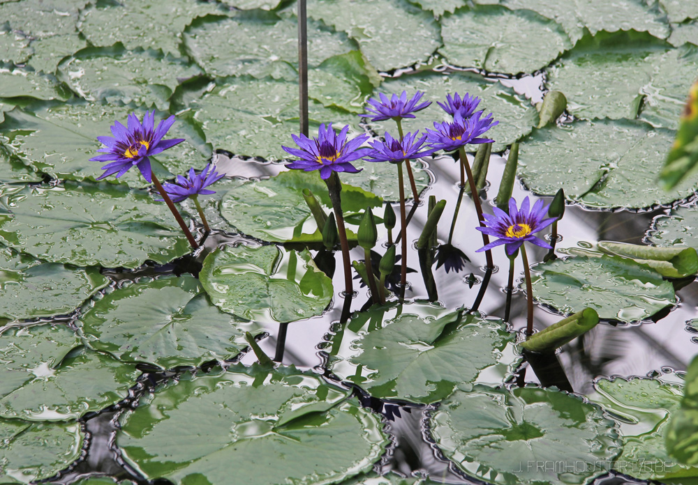 Flowers in Spring, gardens Meise, Belgium