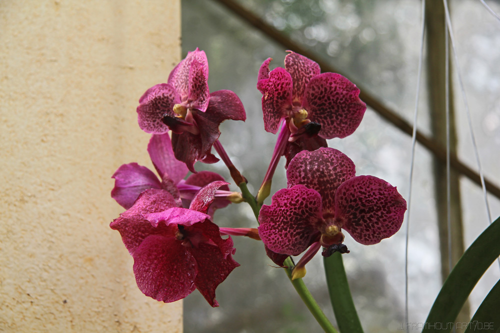 Flowers in Spring, gardens Meise, Belgium