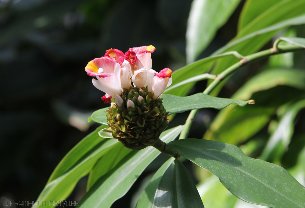 Flowers in Spring, gardens Meise, Belgium