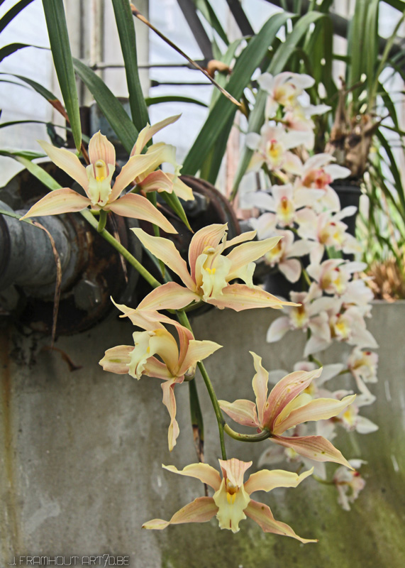 Flowers in Spring, gardens Meise, Belgium