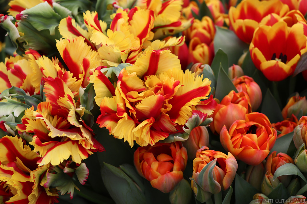 Close-ups in Groot-Bijgaarden