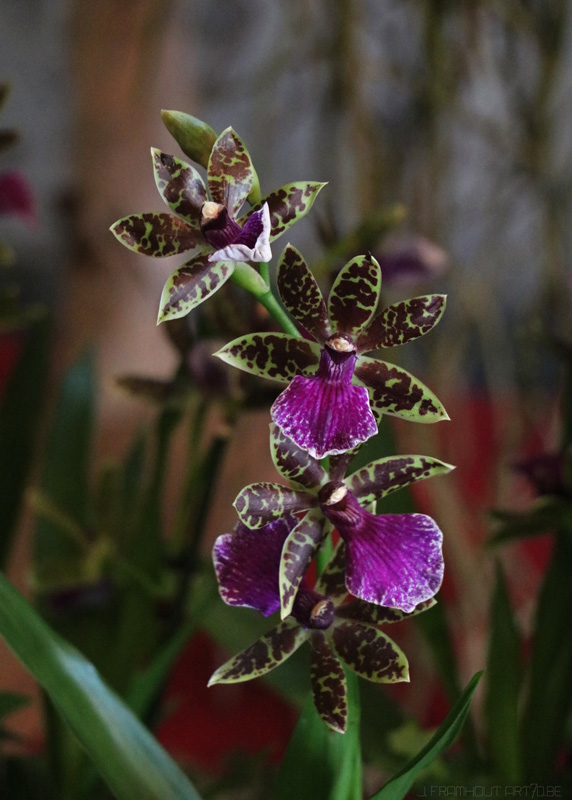 Close-ups in Groot-Bijgaarden