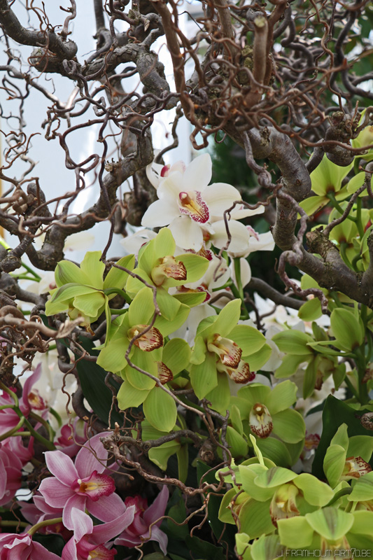 Close-ups in Groot-Bijgaarden