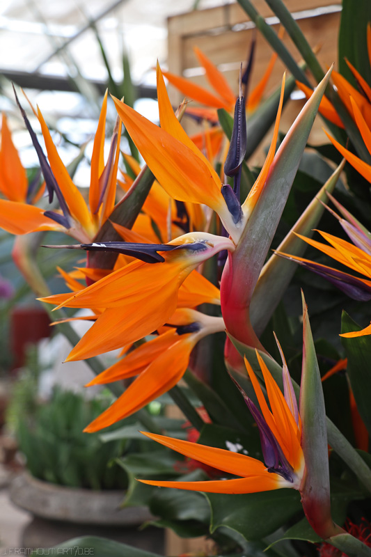 Close-ups in Groot-Bijgaarden