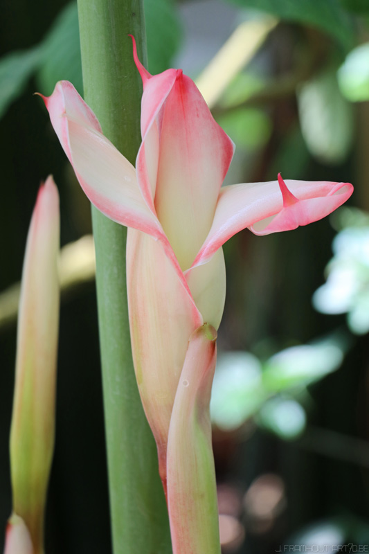 Flowers in Spring, gardens Meise, Belgium