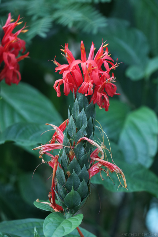 Flowers in Spring, gardens Meise, Belgium