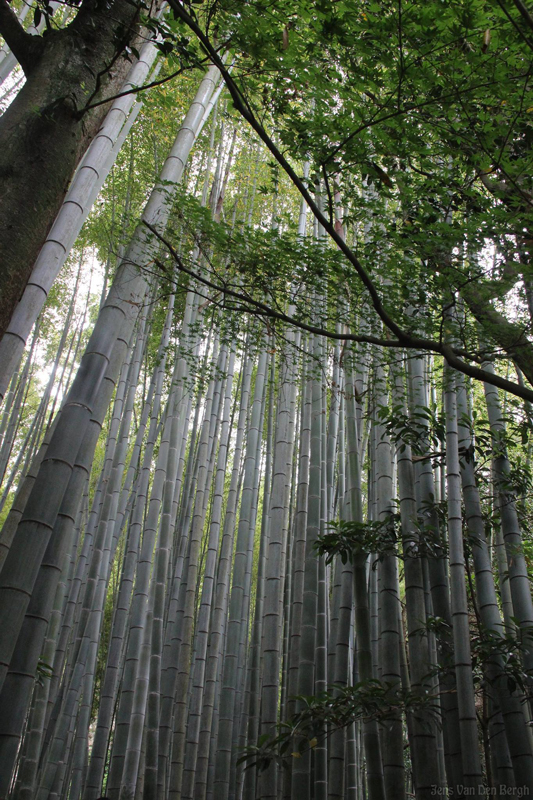 Hokoku-ji, Kamakura