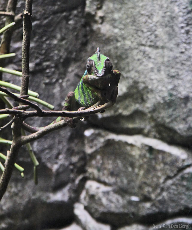 Rainforest, Singapore