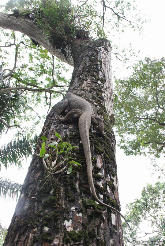 Rainforest, Singapore