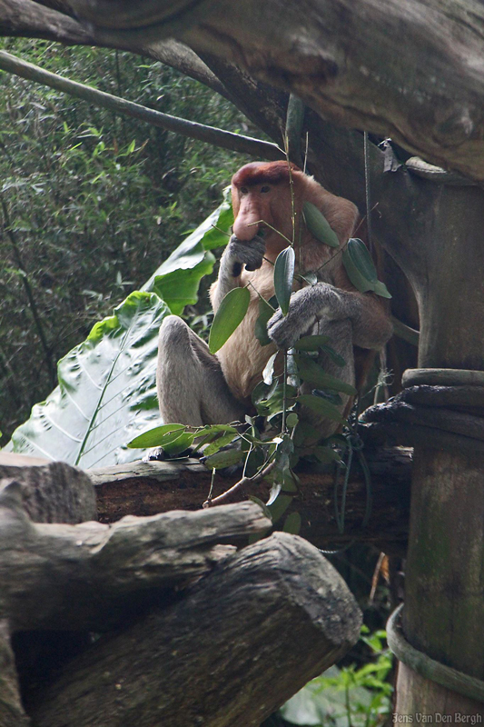 Rainforest, Singapore