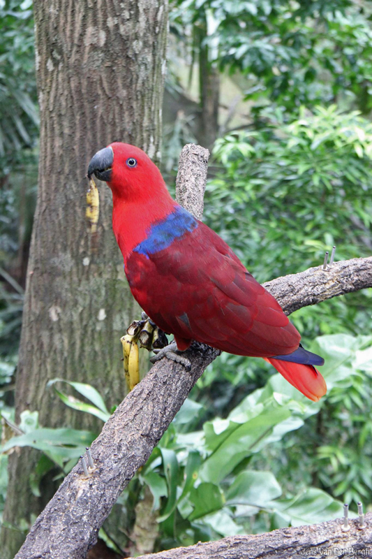 Rainforest, Singapore